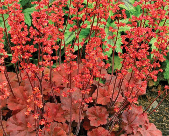 Heuchera 'Cherry Cola'