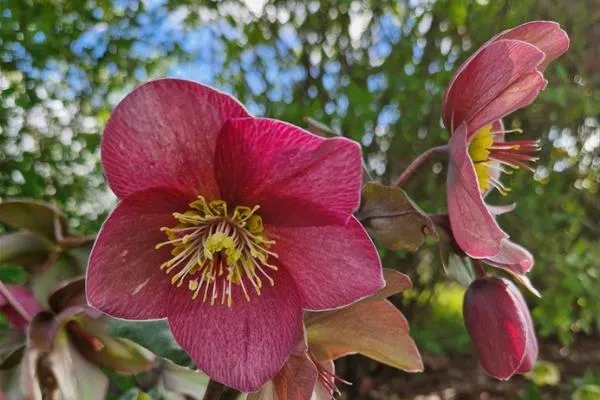 Helleborus SJ 'Fenna'