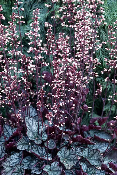 Heuchera 'Jade Gloss' ®