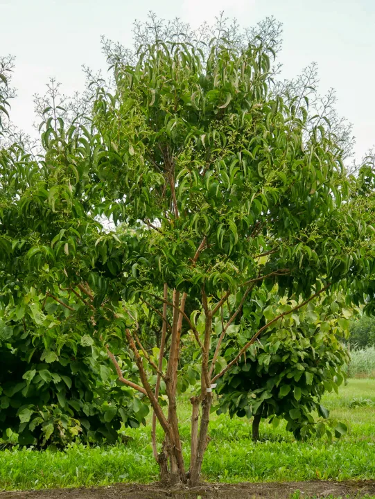 Heptacodium miconioides