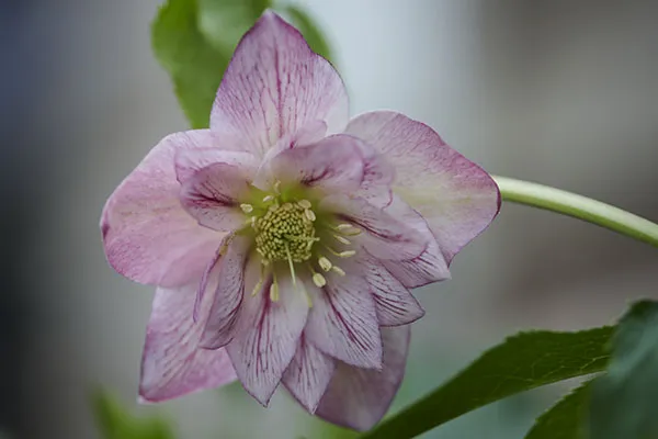 Helleborus or. 'Alessia'