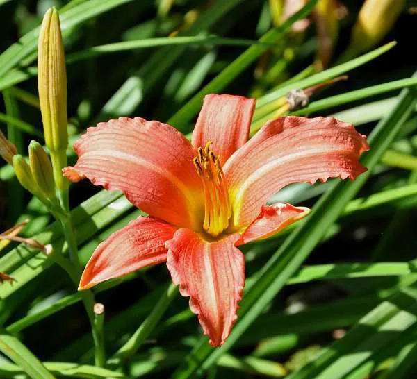 Hemerocallis 'Pink Damask' Hemerocallis 'Pink Damask'
