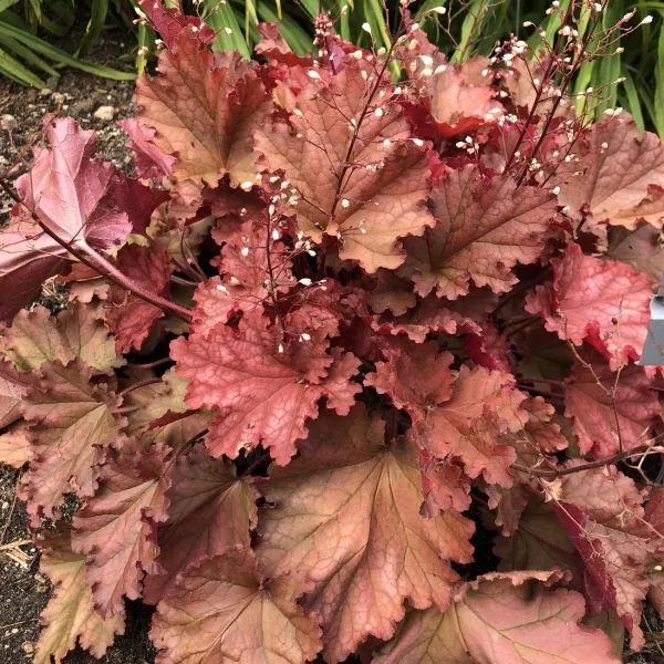 Heuchera 'Peachberry Ice'