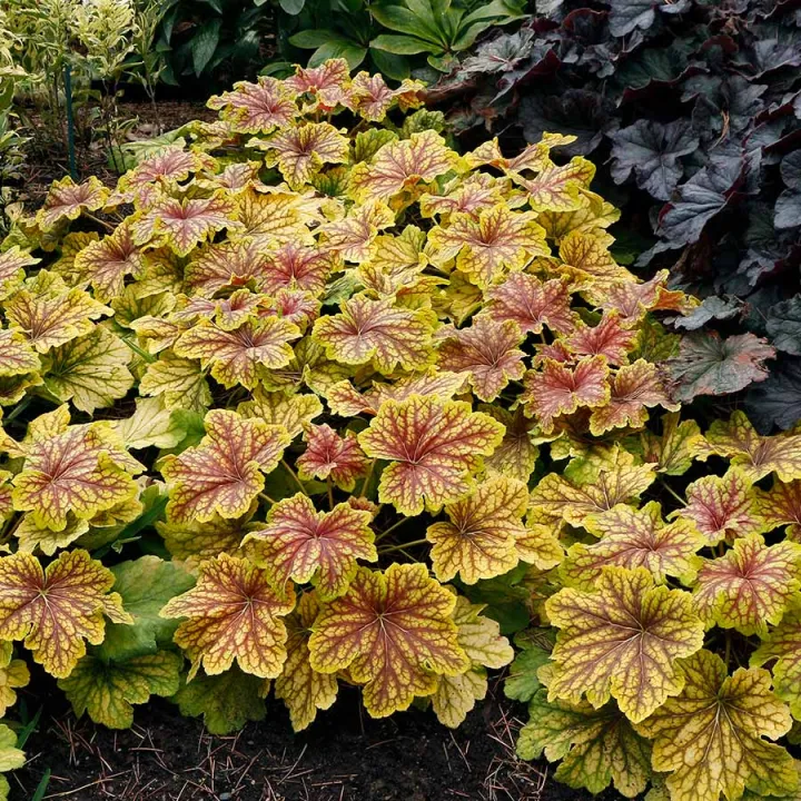 Heuchera 'Red Lightning' ®