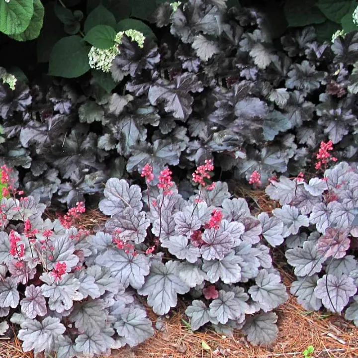 Heuchera 'Silver Gumdrop'