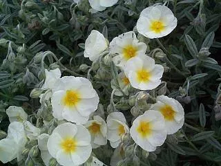 Helianthemum 'The Bride'
