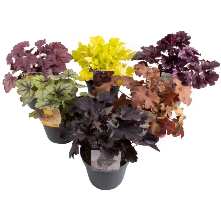 Heuchera 'Indian Summer MIX'