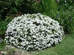 Hebe vernicosa