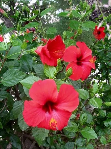 Hibiscus rosa sin