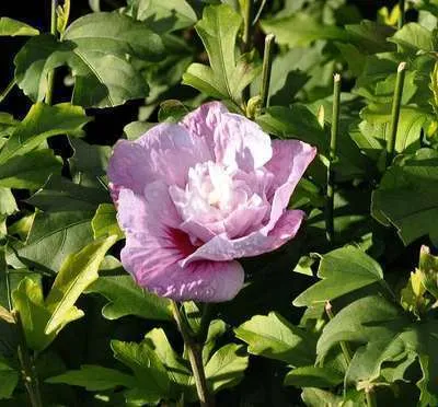 Hibiscus syriacus 'Lavender Chiffon' (R)