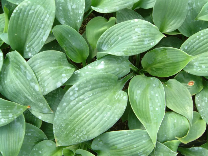 Hosta 'Blue Angel'