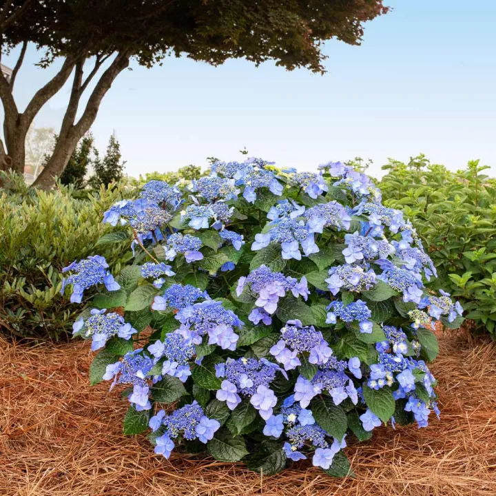 Hydrangea macr.endl.sum. 'Pop Star'