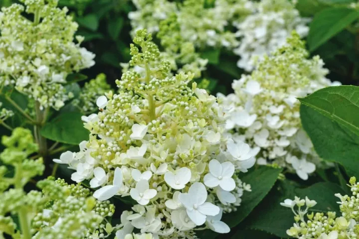 Hydrangea paniculata 'Baby Lace'