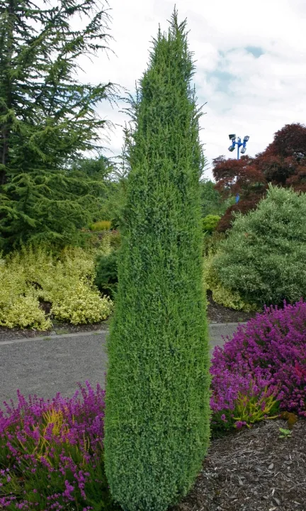 Juniperus com. 'Hibernica' Juniperus com. 'Hibernica'
