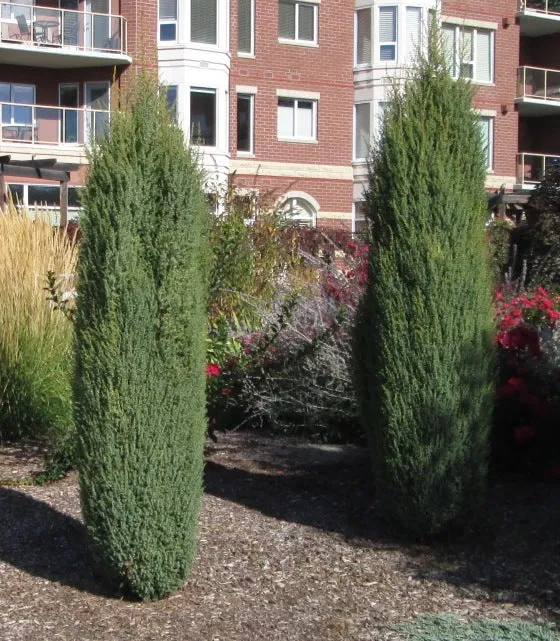 Juniperus com. 'Hibernica' Juniperus com. 'Hibernica'