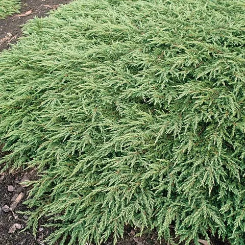 Juniperus com. 'Repanda' Juniperus com. 'Repanda'