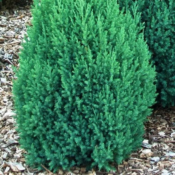 Juniperus chin. 'Stricta' Juniperus chin. 'Stricta'