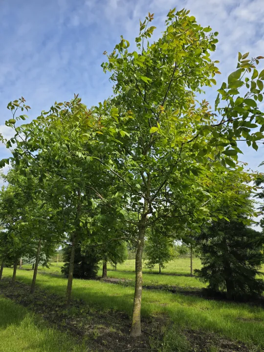 Juglans regia
