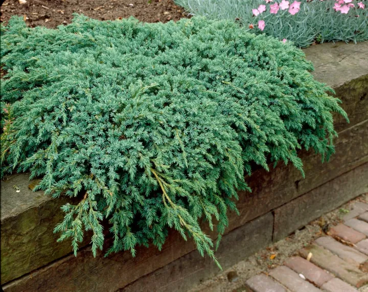 Juniperus squamata 'Blue Carpet'