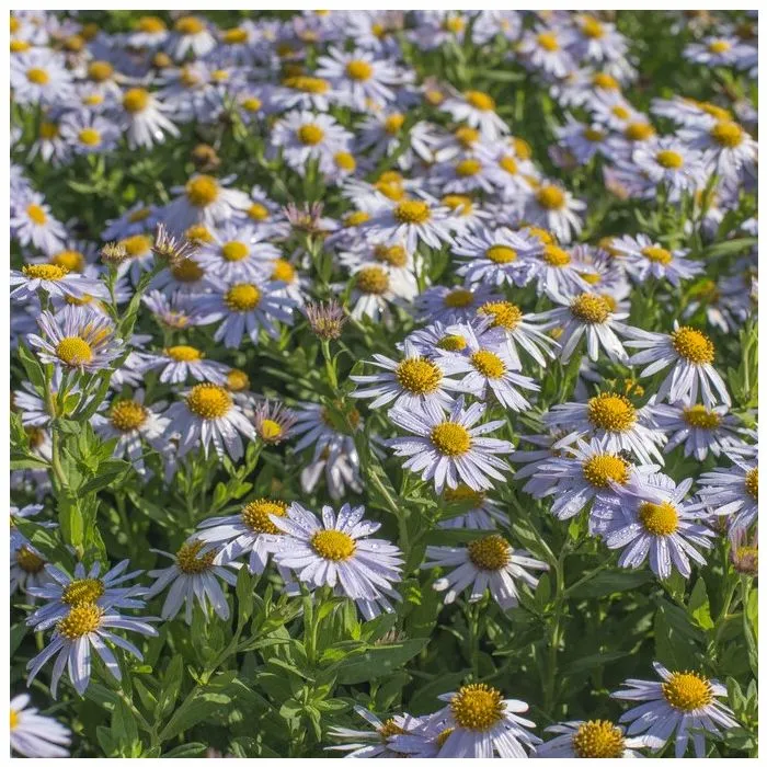 Kalimeris incisa 'Madiva'