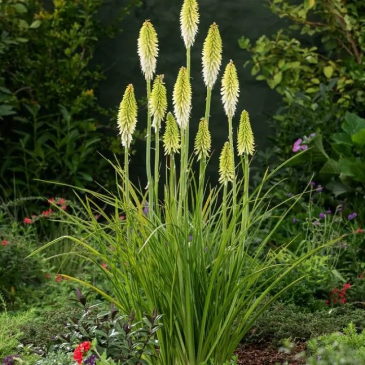 Kniphofia 'Ice Queen'