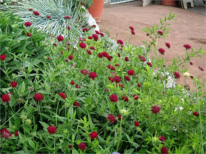 Knautia macedonica 'Red Knight'