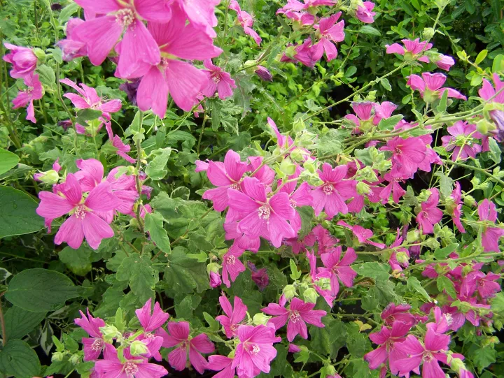 Lavatera 'Burgundy Wine'