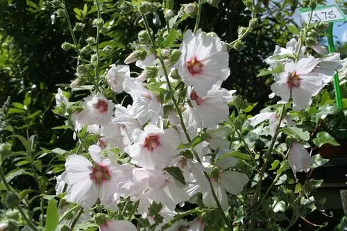Lavatera 'Blushing Bride' ®