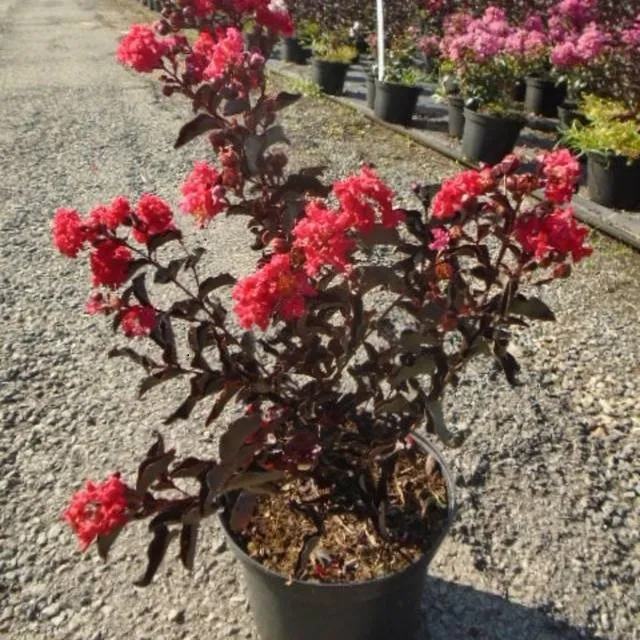 Lagerstroemeria 'Red Red Wine' 