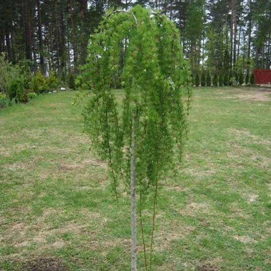 Larix kaempf. 'Stiff Weeper' Larix kaempf. 'Stiff Weeper'