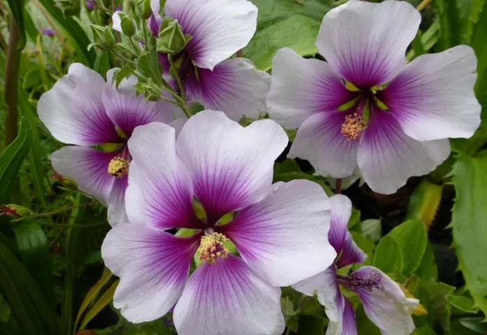 Lavatera maritima
