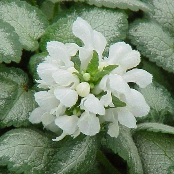 Lamium maculatum 'White Nancy'