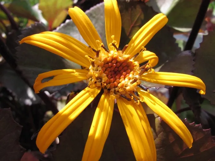 Ligularia dentata 'Britt-marie Crawford'