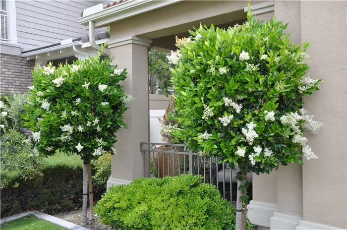 Ligustrum jonandrum (delavayanum)
