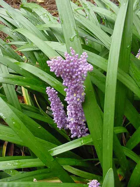 Liriope spicata