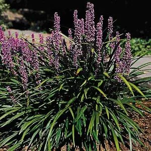 Liriope spicata