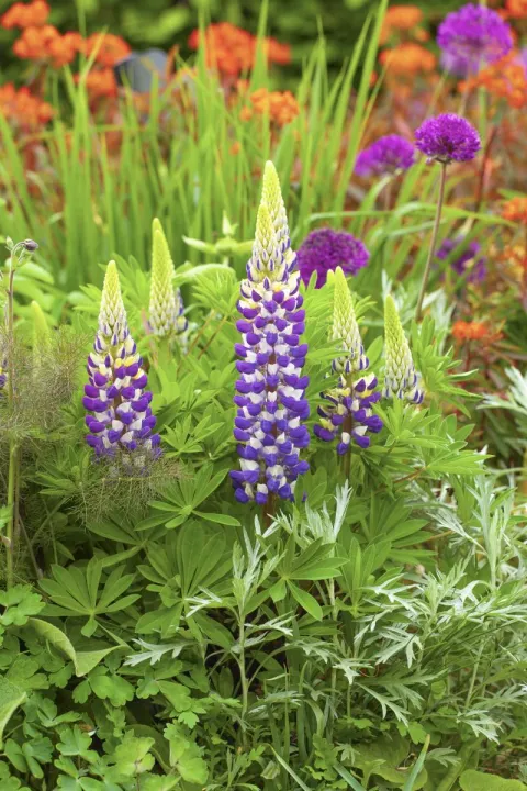 Lupinus 'Cierra'