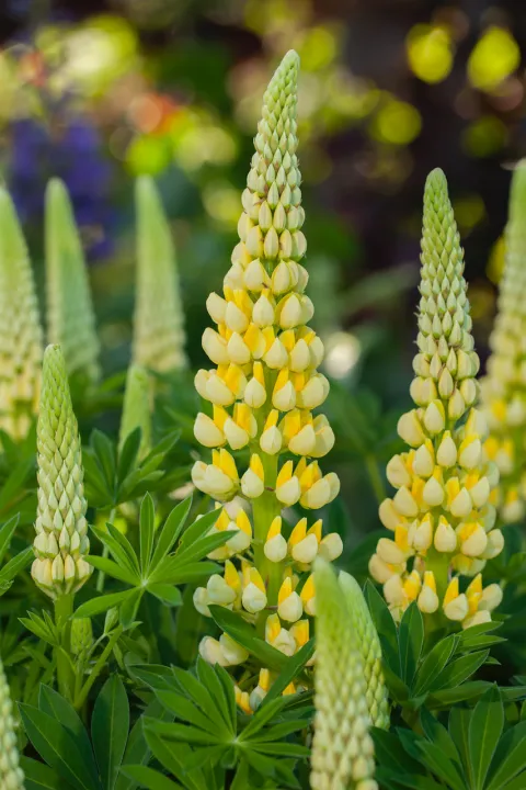 Lupinus 'Lenora'