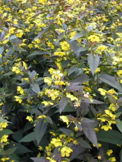 Lysimachia ciliata 'Firecracker'