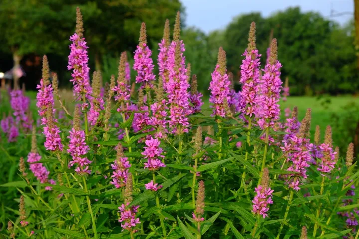 Lythrum salicaria 'Blush'