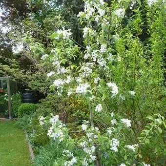 Malus dom. 'Golden delicious'