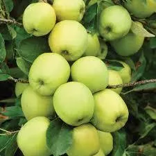 Malus dom. 'Golden delicious'