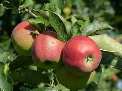 Malus dom. 'Jonagold'