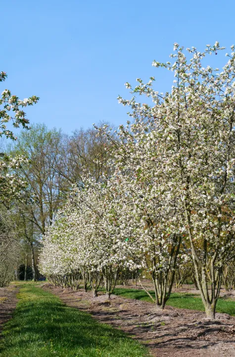 Malus 'Evereste'
