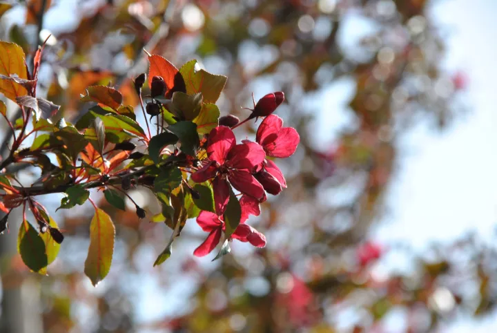 Malus 'Royalty'
