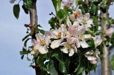 Malus ballerina 'Red Sensation'