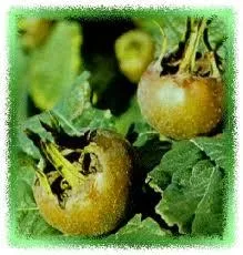 Mespilus germanica