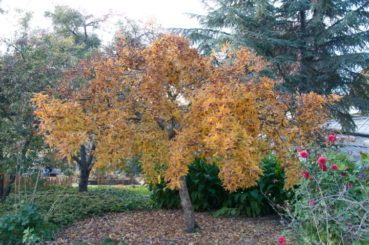 Mespilus germanica
