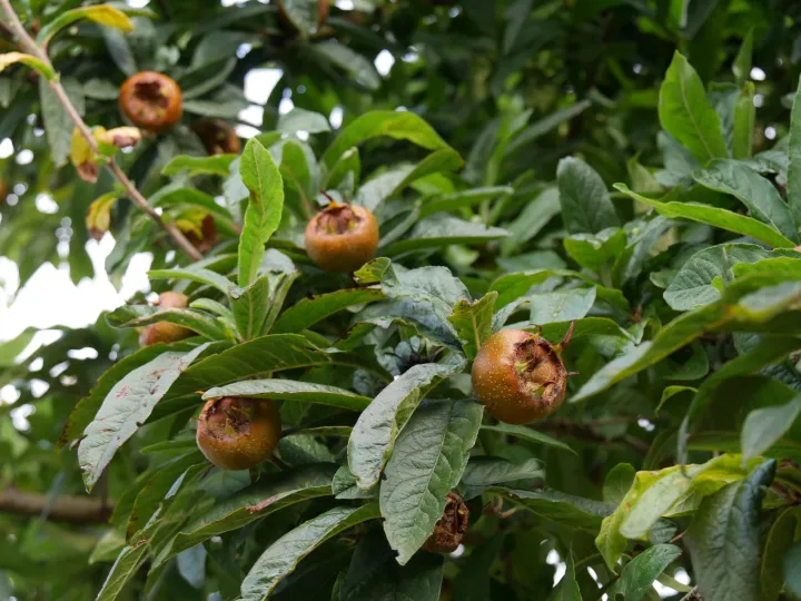 Mespilus germanica