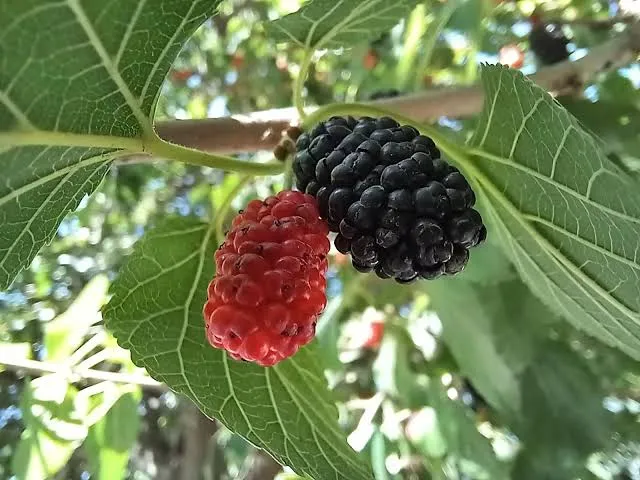 Morus nigra 'Wellington'